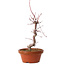 Acer palmatum deshojo, 27 cm, ± 8 Jahre alt, mit einem Wurzelhals von 3 cm