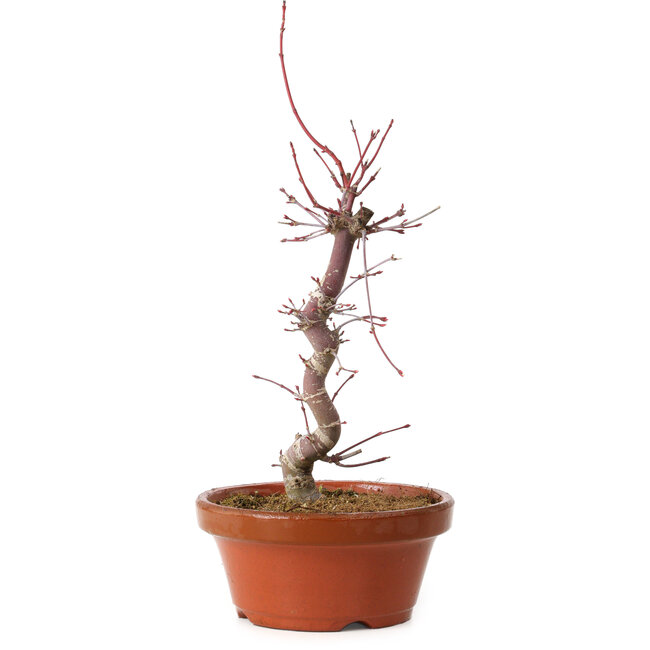 Acer palmatum deshojo, 27 cm, ± 8 anni, con nebari di 3 cm
