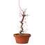 Acer palmatum deshojo, 27 cm, ± 8 anni, con nebari di 3 cm