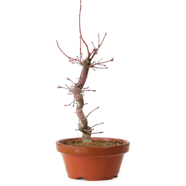 Acer palmatum deshojo, 27 cm, ± 8 Jahre alt, mit einem Wurzelhals von 3 cm