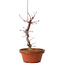Acer palmatum deshojo, 27 cm, ± 8 years old, with a nebari of 3 cm