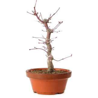 Acer palmatum deshojo, 27 cm, ± 8 jaar oud
