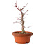 Acer palmatum deshojo, 27 cm, ± 8 años de edad, con un nebari de 3 cm