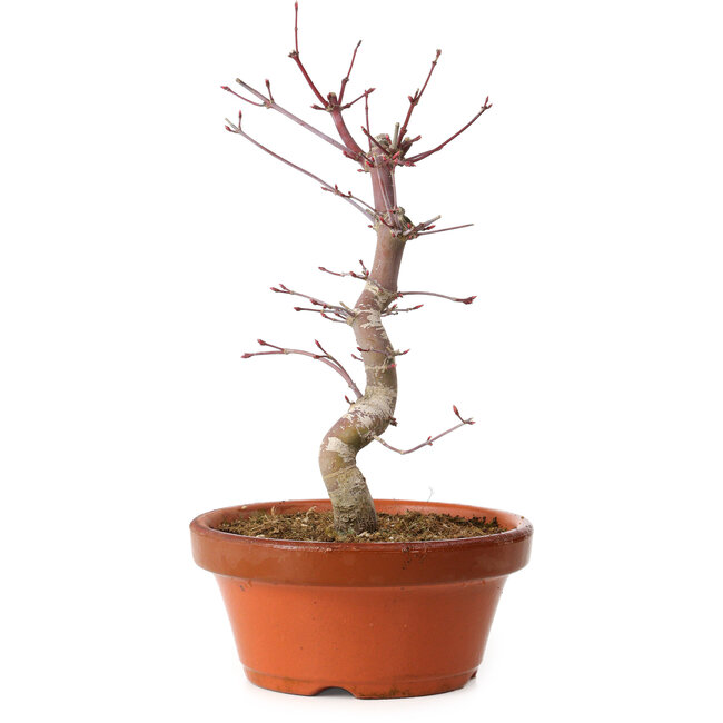 Acer palmatum deshojo, 27 cm, ± 8 ans, avec un nebari de 3 cm