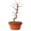 Acer palmatum deshojo, 27 cm, ± 8 años de edad, con un nebari de 3 cm