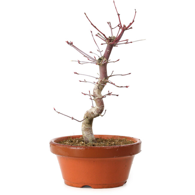Acer palmatum deshojo, 27 cm, ± 8 years old, with a nebari of 3 cm