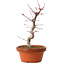 Acer palmatum deshojo, 27 cm, ± 8 years old, with a nebari of 3 cm