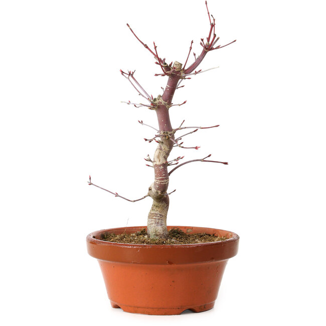 Acer palmatum deshojo, 27 cm, ± 8 jaar oud, met een nebari van 3 cm