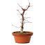 Acer palmatum deshojo, 27 cm, ± 8 años de edad, con un nebari de 3 cm