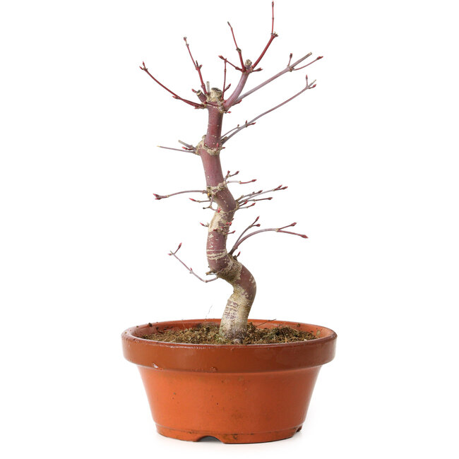 Acer palmatum deshojo, 27 cm, ± 8 jaar oud, met een nebari van 3 cm