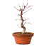 Acer palmatum deshojo, 27 cm, ± 8 ans, avec un nebari de 3 cm