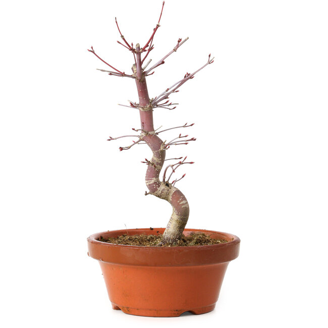 Acer palmatum deshojo, 27 cm, ± 8 jaar oud, met een nebari van 3 cm