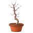 Acer palmatum deshojo, 27 cm, ± 8 ans, avec un nebari de 3 cm