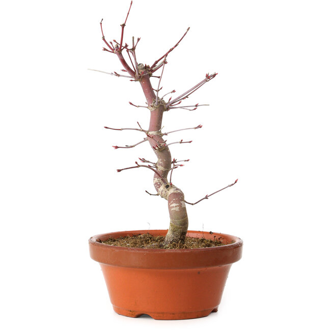 Acer palmatum deshojo, 27 cm, ± 8 años de edad, con un nebari de 3 cm