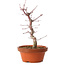 Acer palmatum deshojo, 27 cm, ± 8 ans, avec un nebari de 3 cm