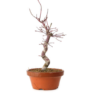 Acer palmatum deshojo, 27 cm, ± 8 ans
