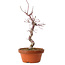 Acer palmatum deshojo, 27 cm, ± 8 anni, con nebari di 3 cm