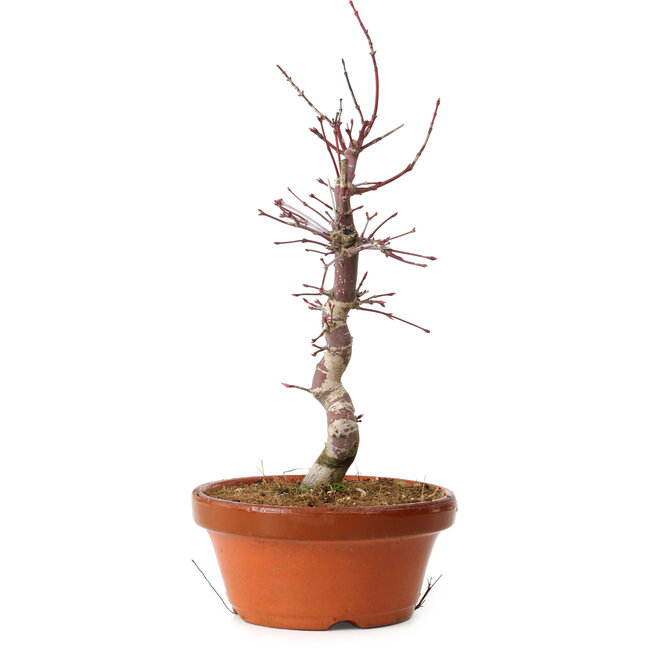 Acer palmatum deshojo, 27 cm, ± 8 anni, con nebari di 3 cm