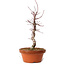 Acer palmatum deshojo, 27 cm, ± 8 jaar oud, met een nebari van 3 cm