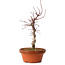 Acer palmatum deshojo, 27 cm, ± 8 anni, con nebari di 3 cm