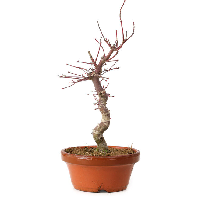 Acer palmatum deshojo, 27 cm, ± 8 ans, avec un nebari de 3 cm