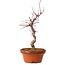 Acer palmatum deshojo, 27 cm, ± 8 jaar oud, met een nebari van 3 cm