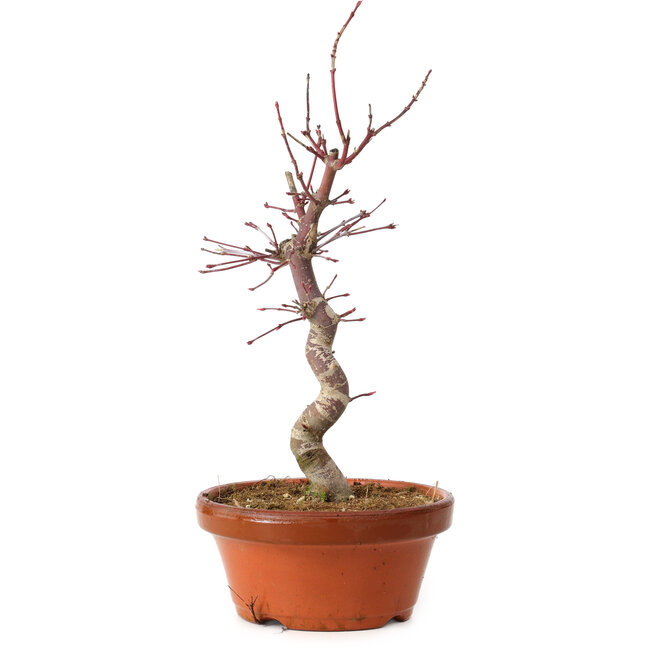 Acer palmatum deshojo, 27 cm, ± 8 años de edad, con un nebari de 3 cm