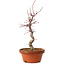 Acer palmatum deshojo, 27 cm, ± 8 ans, avec un nebari de 3 cm