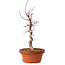Acer palmatum deshojo, 27 cm, ± 8 anni, con nebari di 3 cm