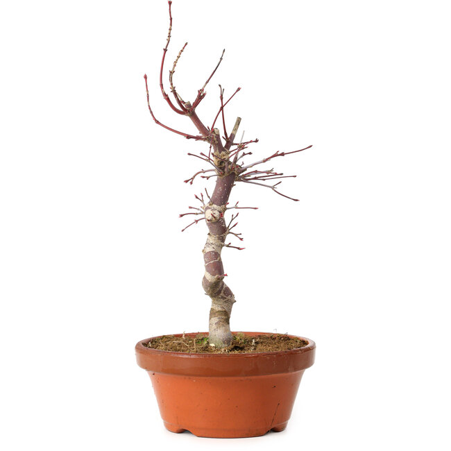 Acer palmatum deshojo, 27 cm, ± 8 years old, with a nebari of 3 cm