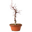 Acer palmatum deshojo, 27 cm, ± 8 anni, con nebari di 3 cm