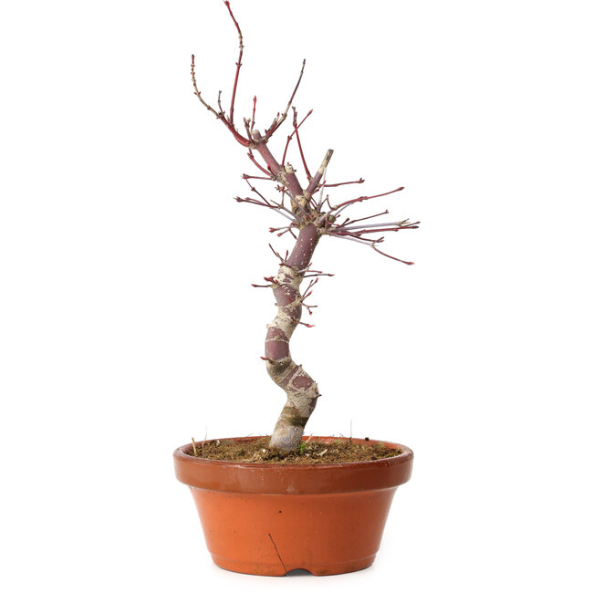 Acer palmatum deshojo, 27 cm, ± 8 años de edad, con un nebari de 3 cm