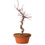 Acer palmatum deshojo, 27 cm, ± 8 años de edad, con un nebari de 3 cm