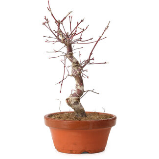 Acer palmatum deshojo, 27 cm, ± 8 ans