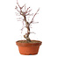 Acer palmatum deshojo, 27 cm, ± 8 years old, with a nebari of 3 cm