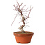 Acer palmatum deshojo, 27 cm, ± 8 años de edad, con un nebari de 3 cm