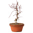 Acer palmatum deshojo, 27 cm, ± 8 years old, with a nebari of 3 cm