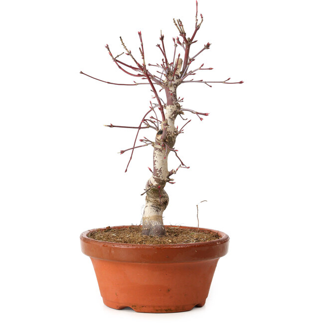 Acer palmatum deshojo, 27 cm, ± 8 jaar oud, met een nebari van 3 cm