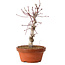 Acer palmatum deshojo, 27 cm, ± 8 jaar oud, met een nebari van 3 cm