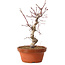 Acer palmatum deshojo, 27 cm, ± 8 años de edad, con un nebari de 3 cm