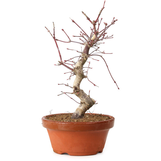 Acer palmatum deshojo, 27 cm, ± 8 anni, con nebari di 3 cm