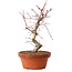 Acer palmatum deshojo, 27 cm, ± 8 years old, with a nebari of 3 cm