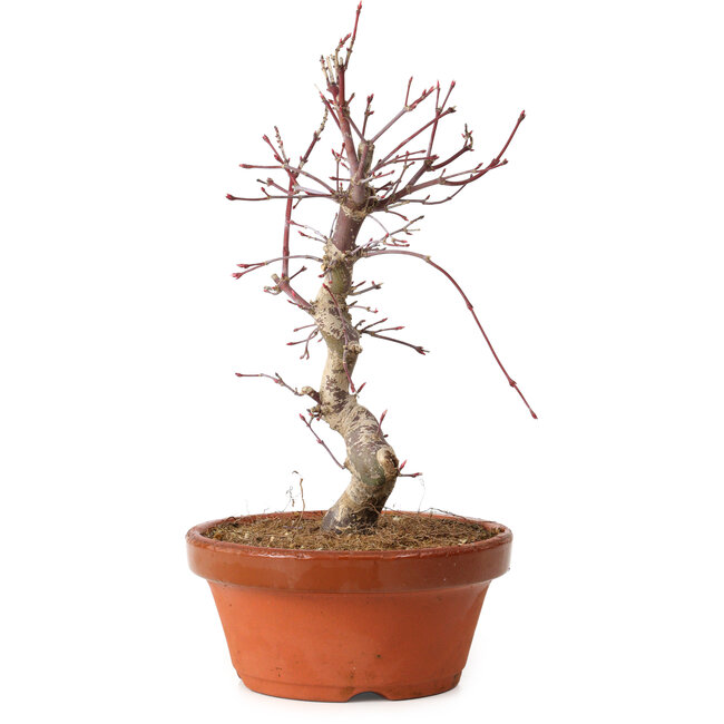 Acer palmatum deshojo, 27 cm, ± 8 años de edad, con un nebari de 3 cm