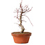 Acer palmatum deshojo, 27 cm, ± 8 años de edad, con un nebari de 3 cm