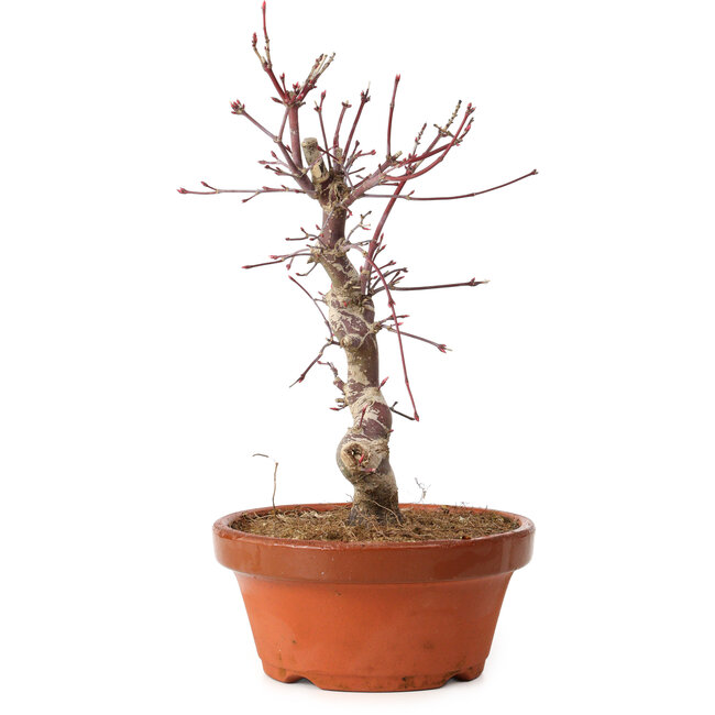 Acer palmatum deshojo, 27 cm, ± 8 años de edad, con un nebari de 3 cm