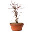Acer palmatum deshojo, 27 cm, ± 8 years old, with a nebari of 3 cm