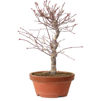Acer palmatum deshojo, 27 cm, ± 8 jaar oud