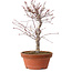 Acer palmatum deshojo, 27 cm, ± 8 ans, avec un nebari de 3 cm