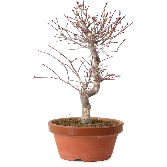 Acer palmatum deshojo, 27 cm, ± 8 anni, con nebari di 3 cm