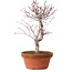 Acer palmatum deshojo, 27 cm, ± 8 ans, avec un nebari de 3 cm